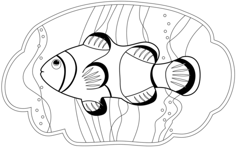 ikan badut
